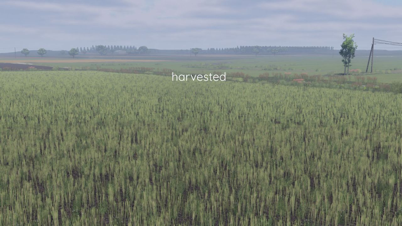 Покращена Текстура Ріпаку Better Canola Texture для Farming Simulator 25